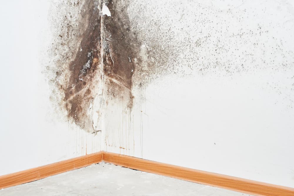 Beneath the Surface: The Role of Leak Detection and Repair in Mold Removal Prevention